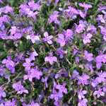 Lobelia Africo Lilac